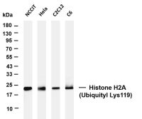 HP1α (PT0408R) PT® Rabbit mAb