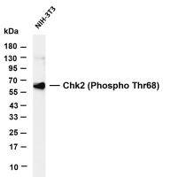 Chk2 (Phospho Thr68) (PT0729R) PT® Rabbit mAb