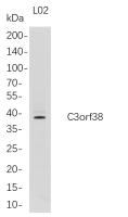 C3orf38 (PT0773R) PT® Rabbit mAb