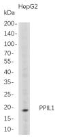 PPIL1 (PT0789R) PT® Rabbit mAb