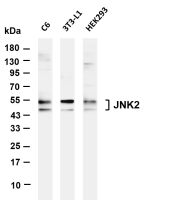 JNK2 (PT0852R) PT® Rabbit mAb
