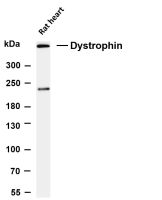 Dystrophin (PT0821R) PT® Rabbit mAb