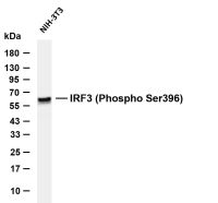 IRF3 (Phospho Ser396) (PT0875R) PT® Rabbit mAb