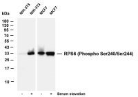 RPA32/RPA2 (PT0446R) PT® Rabbit mAb