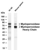Myeloperoxidase (PT0849R) PT® Rabbit mAb