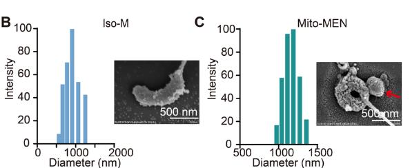 纳米工程化线粒体系统：线粒体疾病治疗新思路