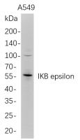 IKB epsilon (PT0766R) PT® Rabbit mAb