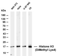 Histone H3 (Di Methyl Lys4) (PT0736R) PT® Rabbit mAb