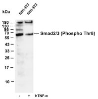 Smad2/3 (Phospho Thr8) (PT0741R) PT® Rabbit mAb