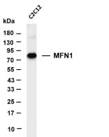 MFN1 (PT0839R) PT® Rabbit mAb
