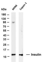Insulin (PT0764R) PT® Rabbit mAb