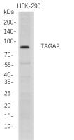 TAGAP (PT0809R) PT® Rabbit mAb