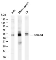 Smad3 (PT0830R) PT® Rabbit mAb