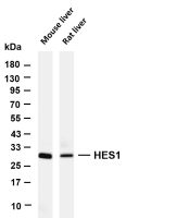 HES1 (PT0857R) PT® Rabbit mAb