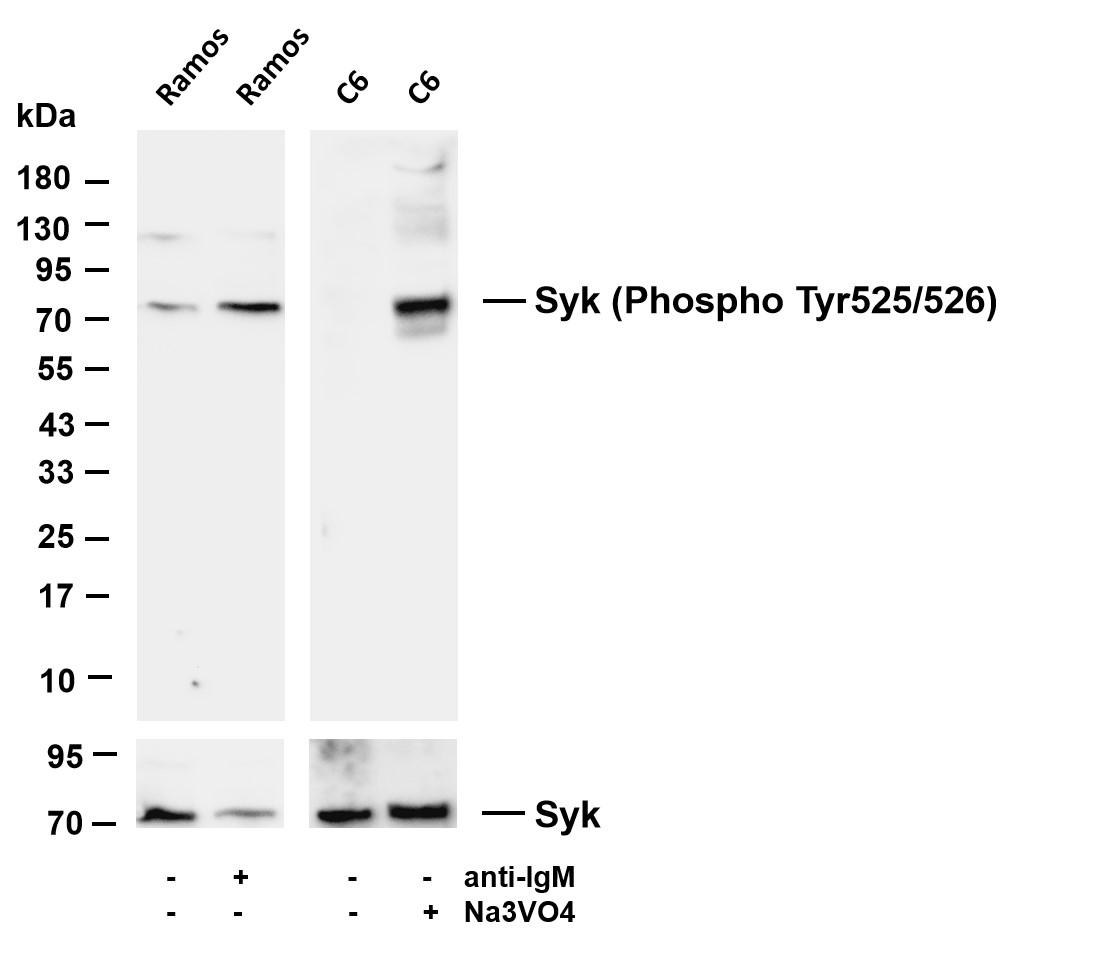 Syk (Phospho Tyr525/526) (PT0753R) PT® Rabbit mAb
