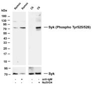 Syk (Phospho Tyr525/526) (PT0753R) PT® Rabbit mAb