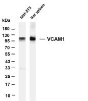 VCAM1 (PT0835R) PT® Rabbit mAb