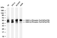 GSK3 α/β (Phospho Tyr216/Tyr279) (PT0733R) PT® Rabbit mAb