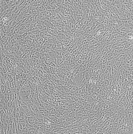 C3H/10T1/2, Clone 8_小鼠胚胎肉瘤细胞