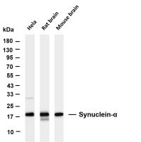 Synuclein-α (PT0854R) PT® Rabbit mAb