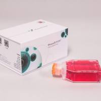 Annexin V-AF647/ PI荧光双染细胞凋亡检测试剂盒