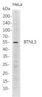 BTNL3 (PT0786R) PT® Rabbit mAb