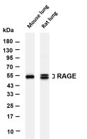 RAGE (PT0837R) PT® Rabbit mAb