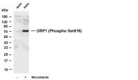 DRP1 (Phospho Ser616) (PT0754R) PT® Rabbit mAb