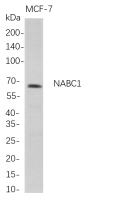 NABC1 (PT0767R) PT® Rabbit mAb