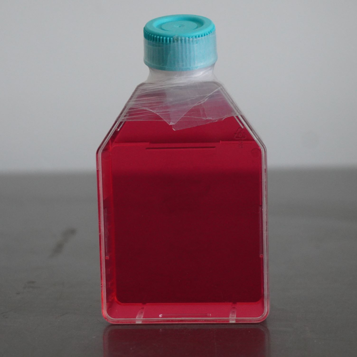 小鼠胶质瘤细胞带绿色荧光;GL261/GFP