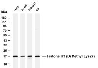 Histone H3 (Di Methyl Lys27) (PT0831R) PT® Rabbit mAb
