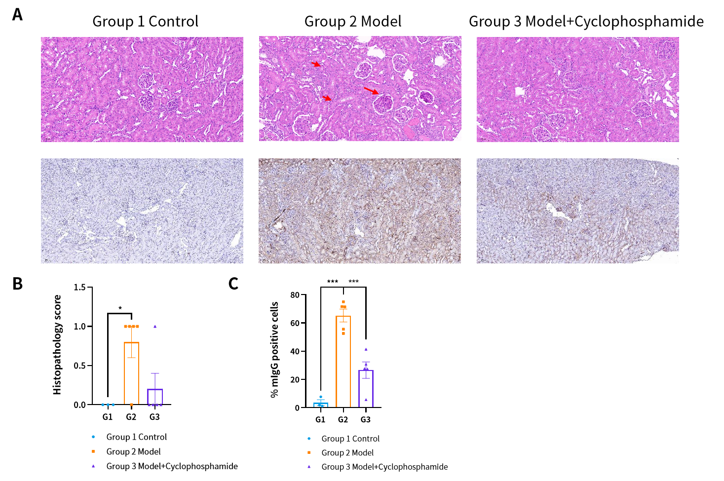 SLE模型新突破，助力破解药物评价难题