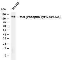 Met (Phospho Tyr1234/1235) (PT0745R) PT® Rabbit mAb