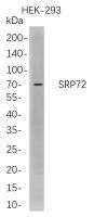 SRP72 (PT0811R) PT® Rabbit mAb