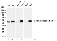 HNF-3α (PT0612R) PT® Rabbit mAb