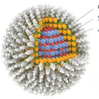 负载二 甲 双胍的碳量子点被透明质酸和牛血清白蛋白修饰 Metformin@CDs-BSA/HA
