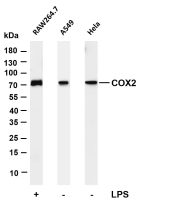 COX2 (PT0297R) PT® Rabbit mAb