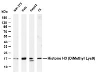 Histone H3 (Di Methyl Lys9) (PT0737R) PT® Rabbit mAb
