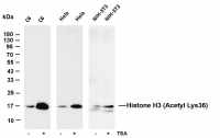 Histone H3 (Acetyl Lys36) (PT0760R) PT® Rabbit mAb
