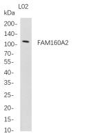 FAM160A2 (PT0772R) PT® Rabbit mAb