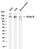 HDAC6 (PT0826R) PT® Rabbit mAb