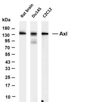 Axl (PT0853R) PT® Rabbit mAb