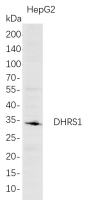 DHRS1 (PT0780R) PT® Rabbit mAb