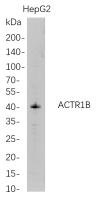 ACTR1B (PT0778R) PT® Rabbit mAb