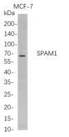 SPAM1 (PT0768R) PT® Rabbit mAb