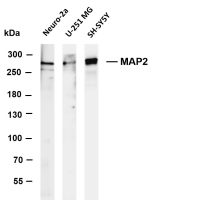 MAP2 (PT0845R) PT® Rabbit mAb