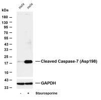Cleaved Caspase-7 (Asp198) (PT0879R) PT® Rabbit mAb