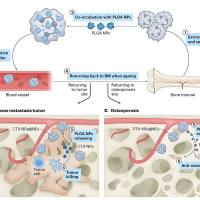 聚乳酸-羟基乙酸共聚物胶束包裹瑞舒伐他汀（Crestor） PLGA@Crestor