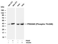 PRAS40 (Phospho Thr246) (PT0756R) PT® Rabbit mAb