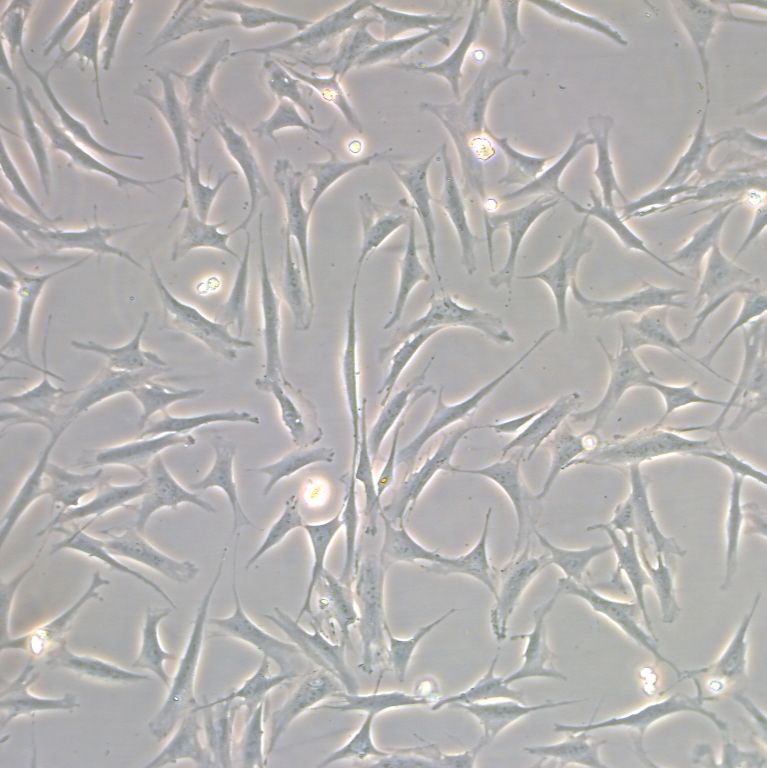 小鼠脑膜细胞系、永生化小鼠脑膜细胞